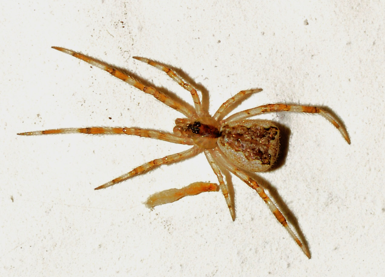 Episinus sp. - Bannio Anzino (VB)