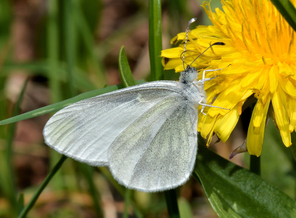 piccola Pieridae 1 - Leptidea sinapis