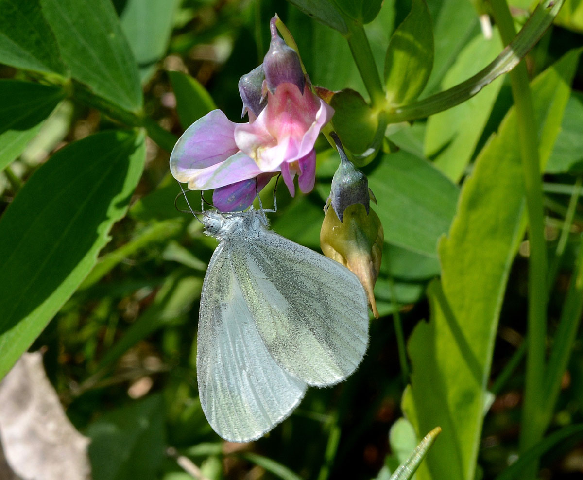 Piccola Pieridae 2 - Leptidea sinapis