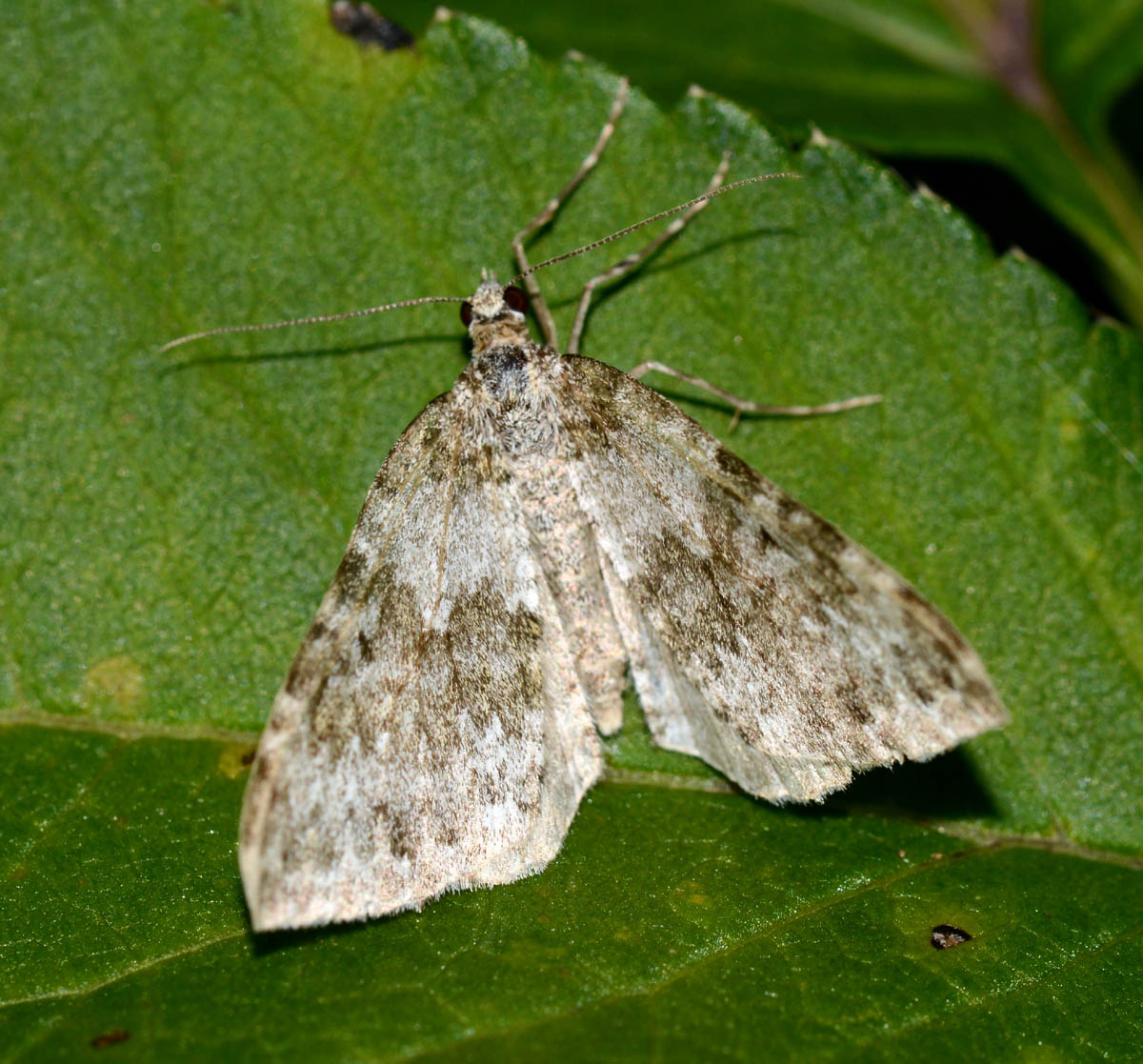 farfallina non trovata - Geometridae