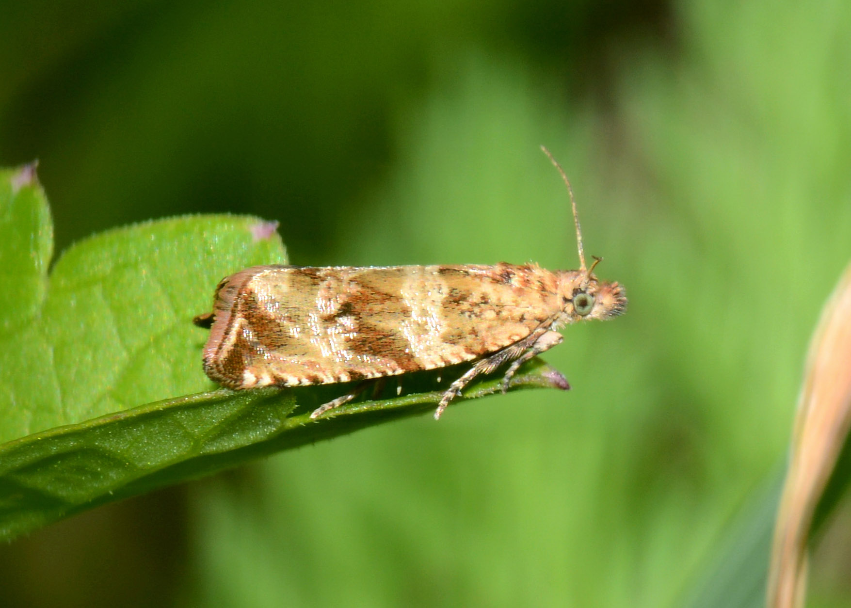 Tortricidae - Celypha cespitana