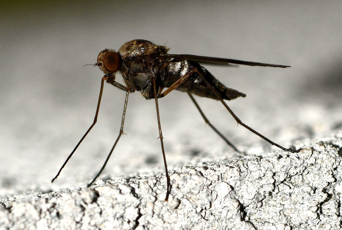 Femmina di Chrysopilus splendidus (Rhagionidae)