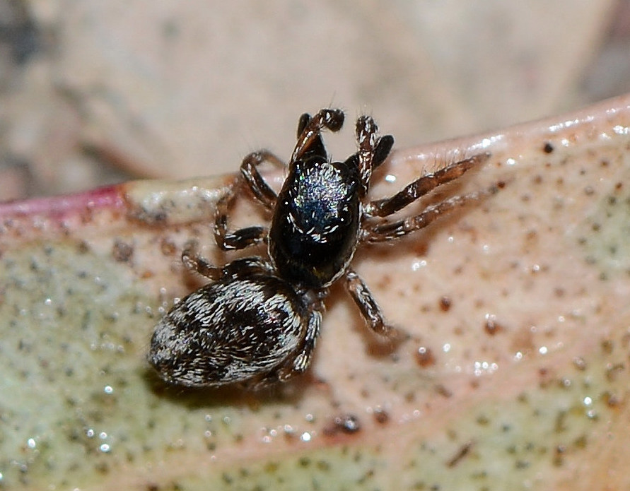 Salticus sp. - Piscinas (Costa Verde)