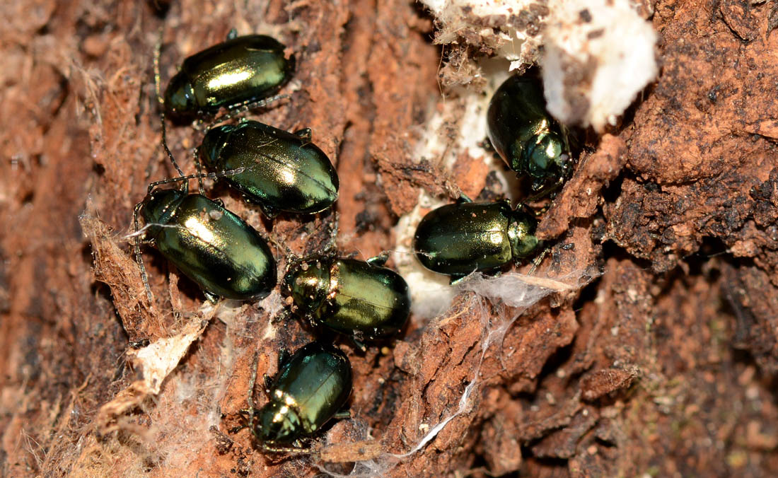 gruppo di Altica quercetorum, Chrysomelidae
