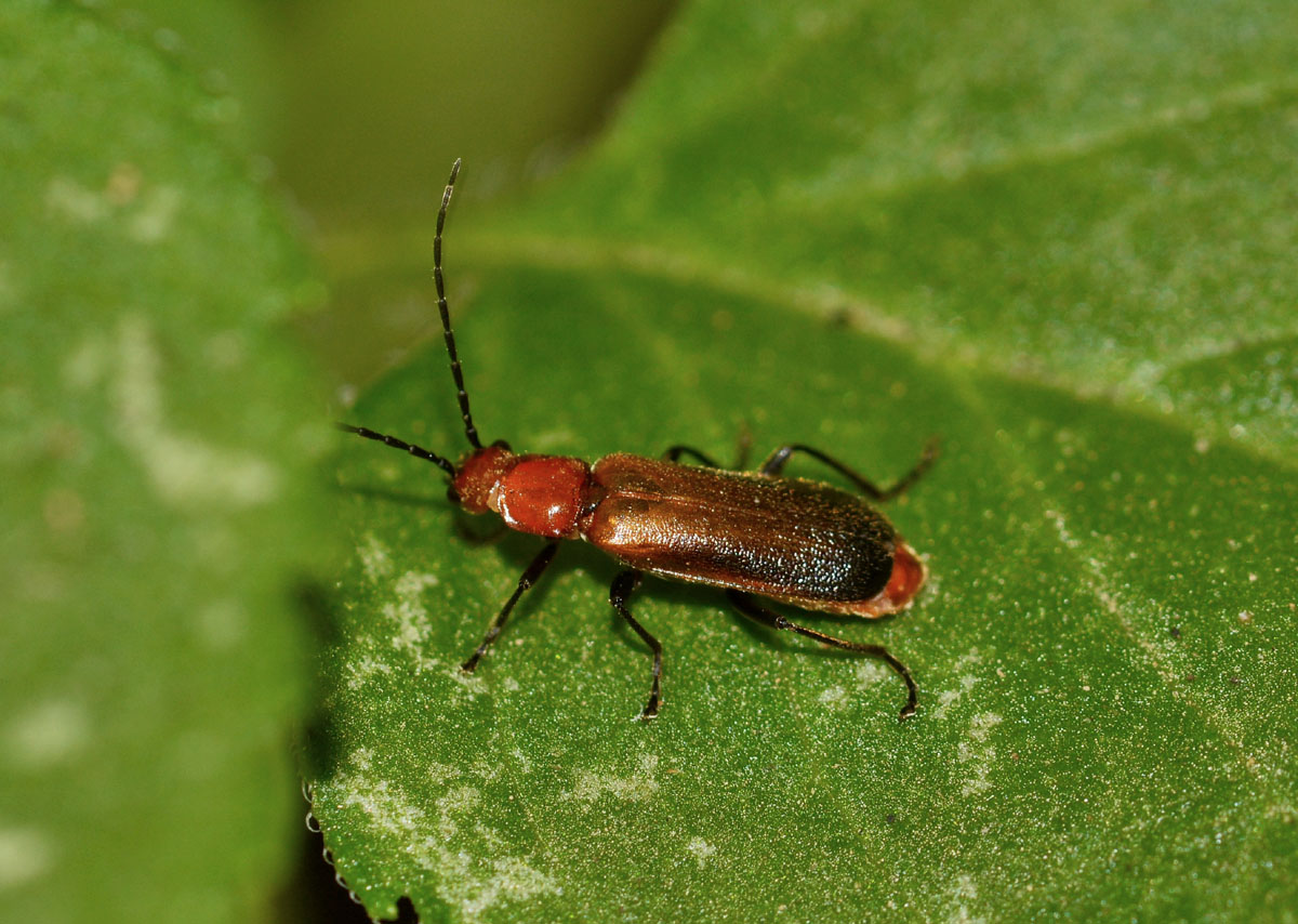 Rhagonycha chlorotica, Cantharidae