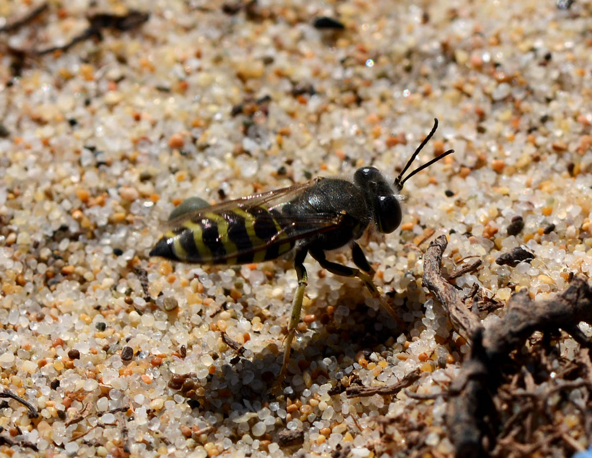 Bembix oculata. Crabronidae