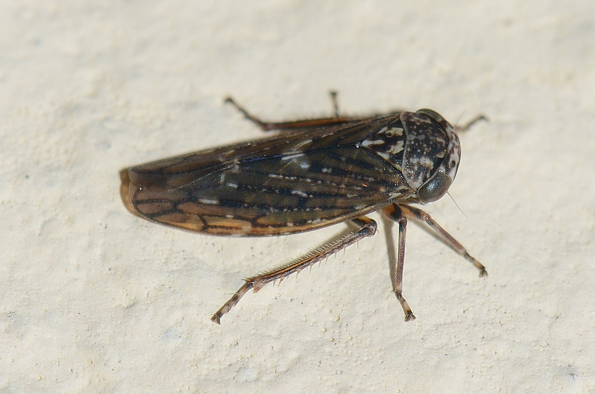 Acericerus da id.