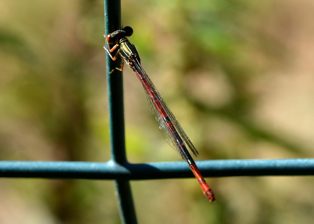 Ceriagrion tenellum ?