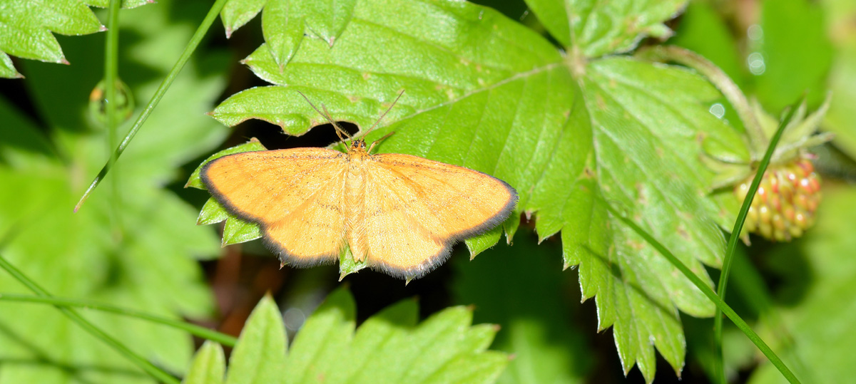 Quale idaea ? - Idaea flaveolaria