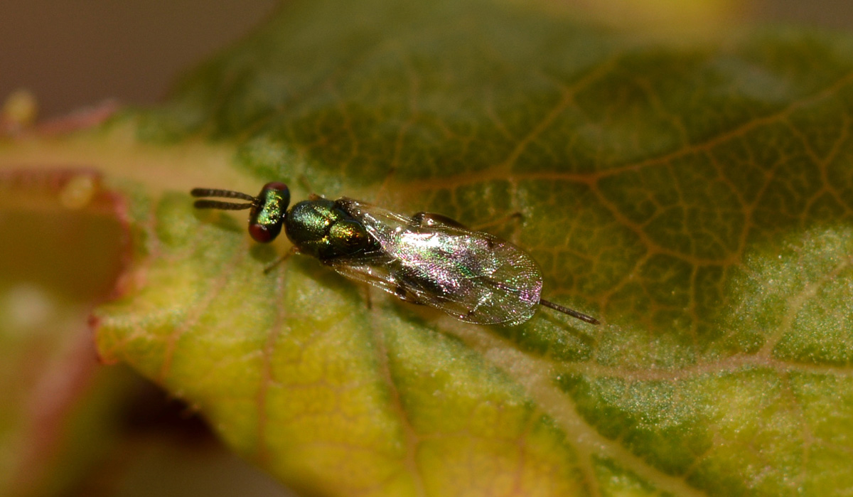 verde da id: Torymidae