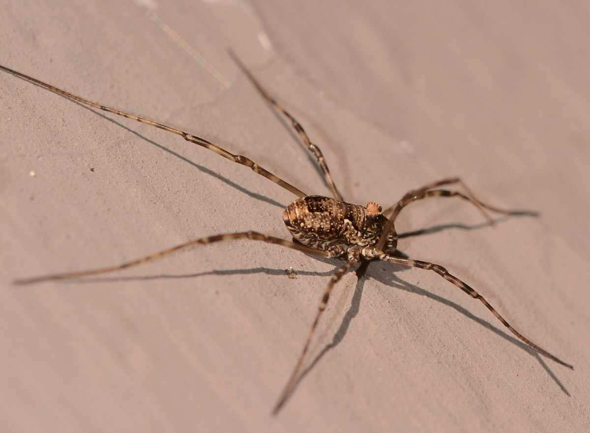 Platybunus cf. buchephalus (Phalangiidae)