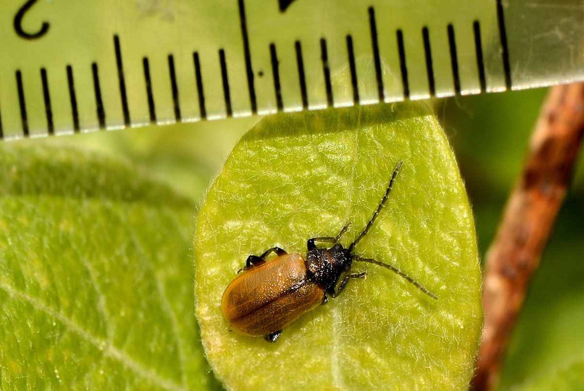 Lochmaea caprea, Chrysomelidae