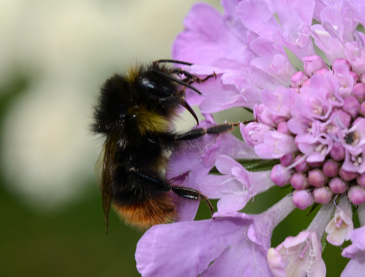 Bombus lapidarius (cfr), maschio, Apidae