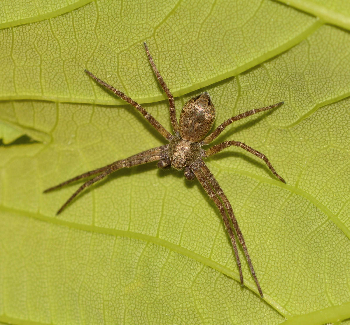 Philodromus sp. - Bannio Anzino (VB)