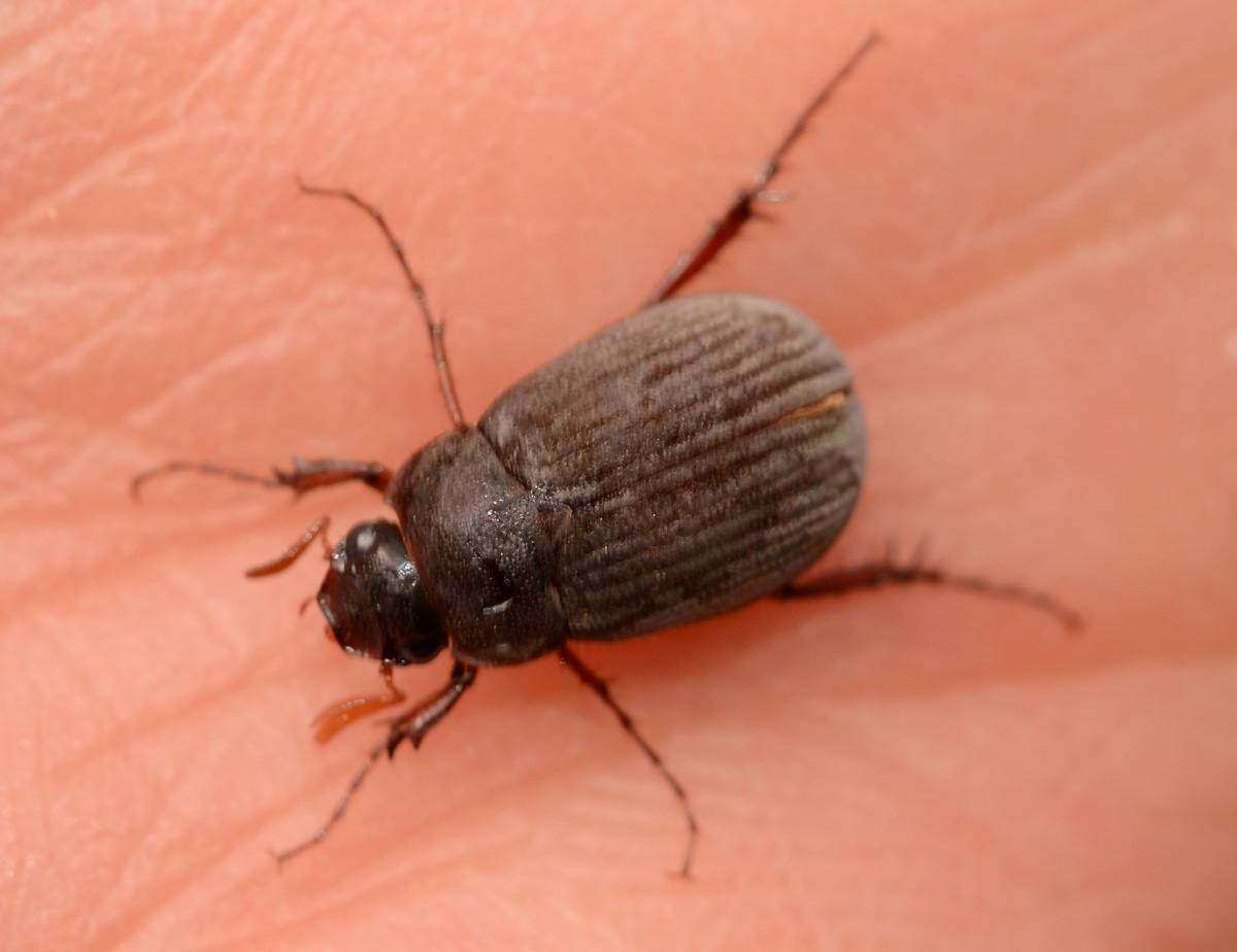 Maladera holosericea, Melolonthidae
