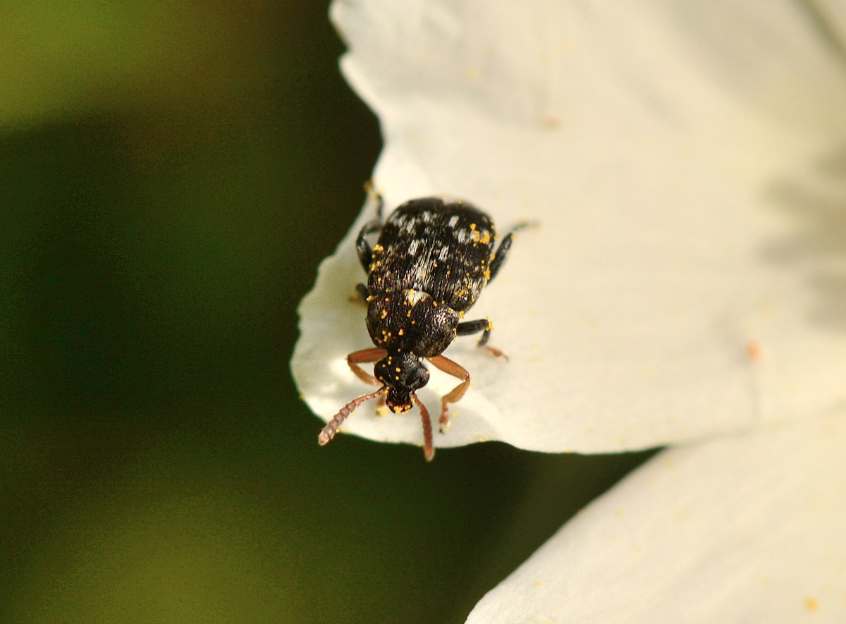 Bruchus luteicornis (cfr.)