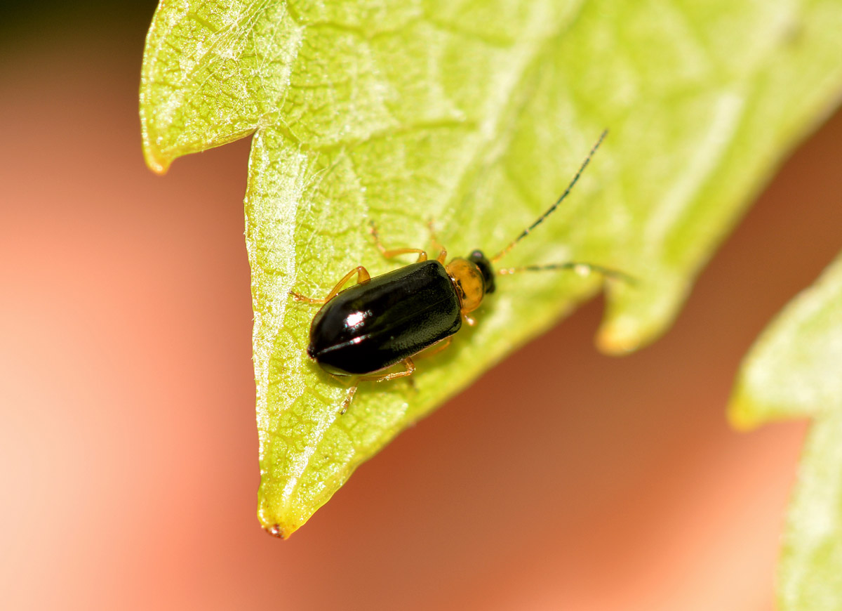 Luperus cfr. pygmaeus, Chrysomelidae