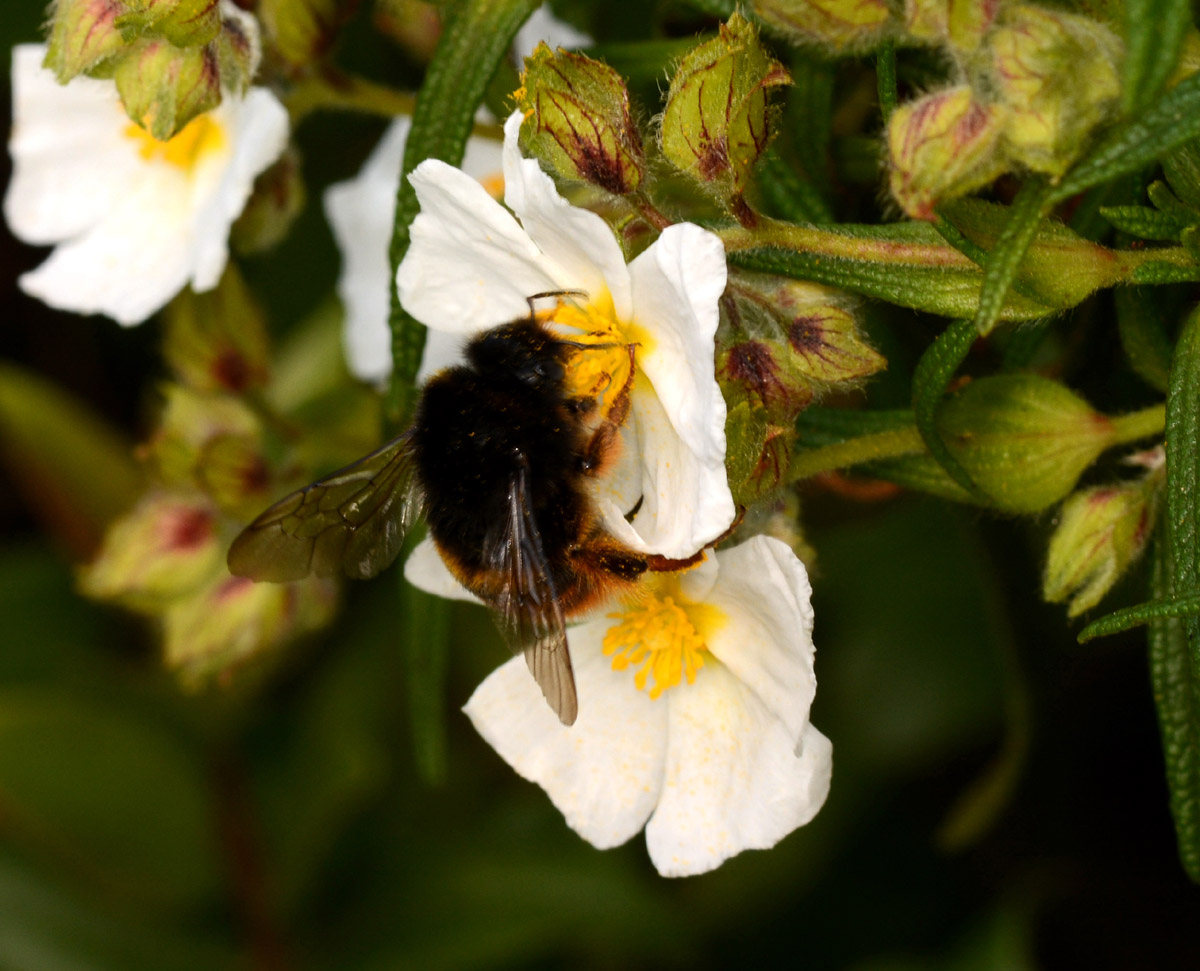 Bombus di Capraia:  Bombus terrestris cfr.xanthopus