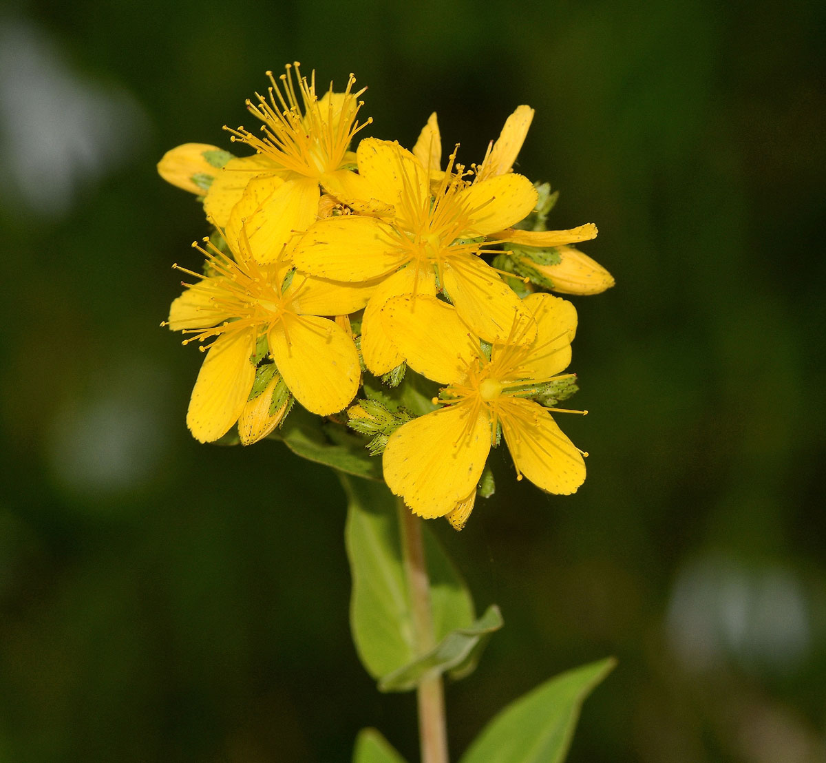 Hypericum hircinum ? no, Hypericum perfoliatum