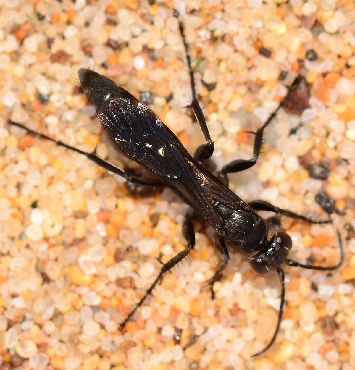 Pompilidae Pompilinae