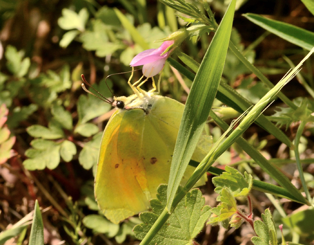 Pieridae di Capraia - Gonepteryx cleopatra