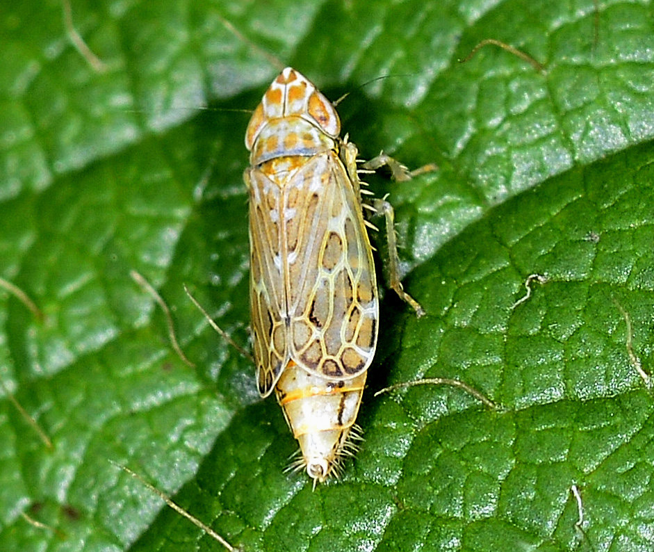 Adarrus ocellaris?