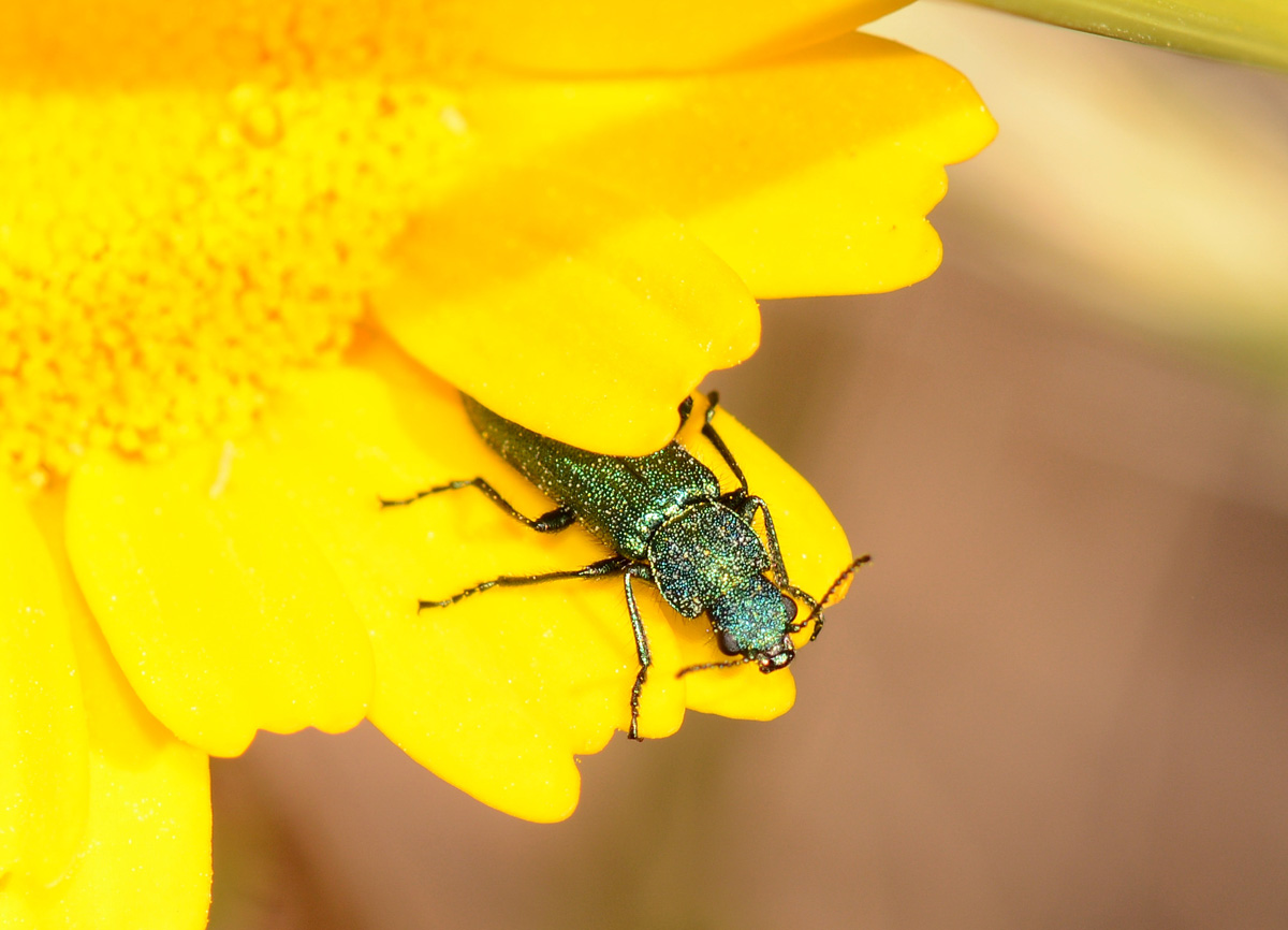 Dasytidae: Psilothrix viridicaerulea
