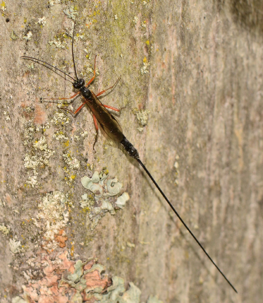 Ichneumonidae  Pimplinae