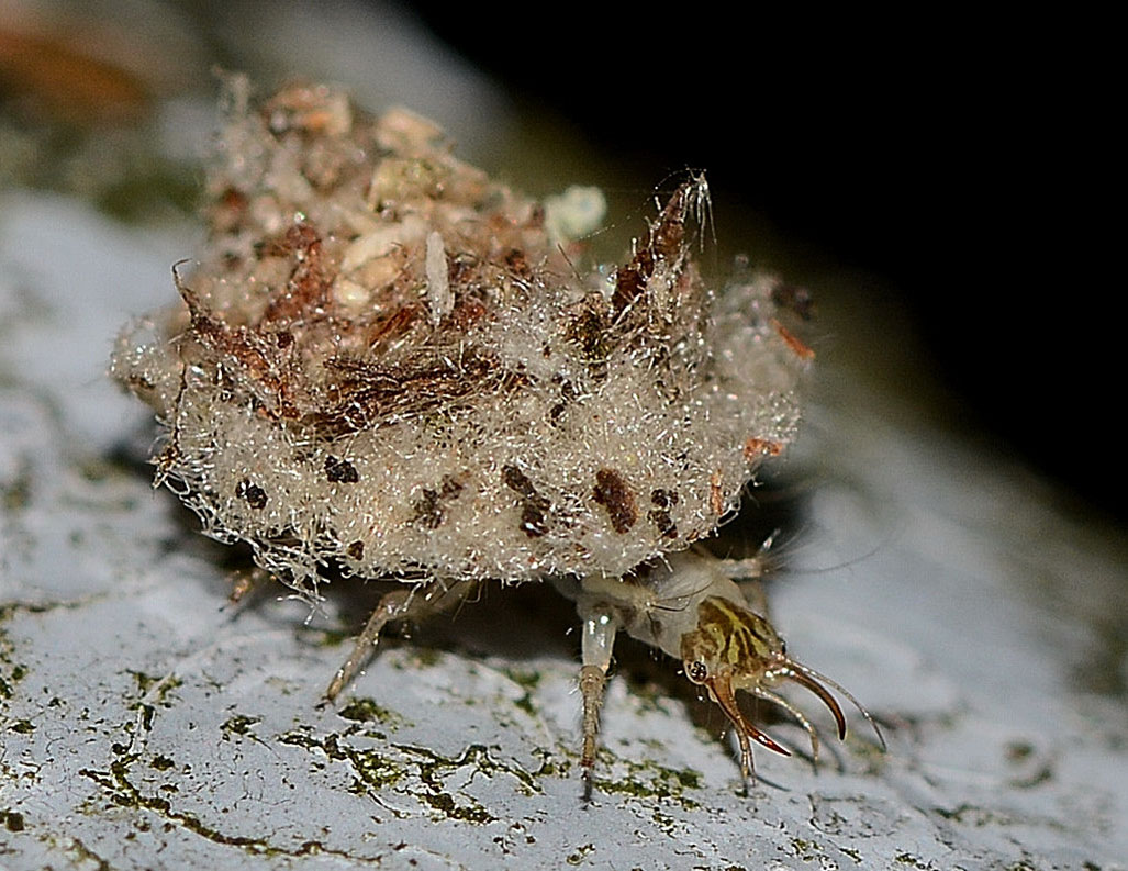 larva di Chrysopidia (Chrysotropia) ciliata