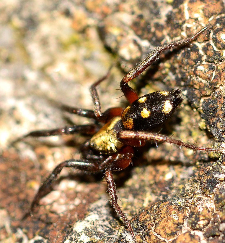 Callilepis sp. - Bannio Anzino (VB)