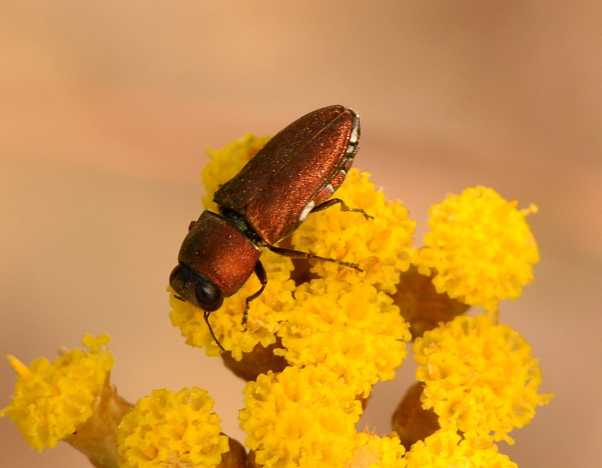 Buprestidae insolito