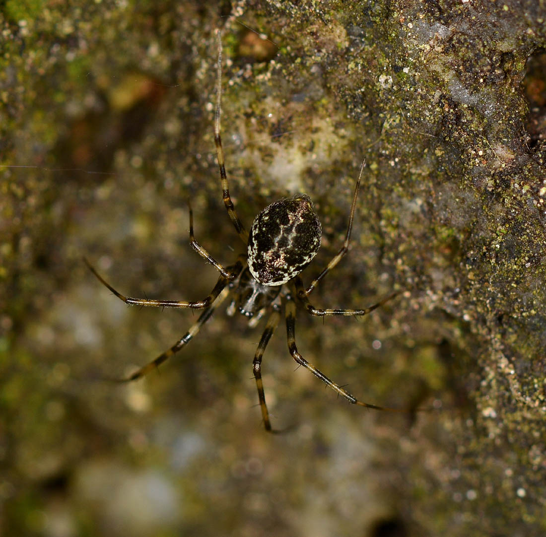 Drapetisca socialis   -  Bannio Anzino (VB)