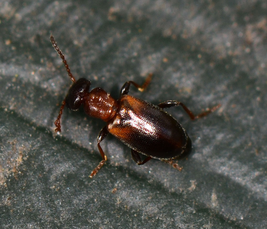 di che famiglia ? Anthicidae:  Omonadus floralis