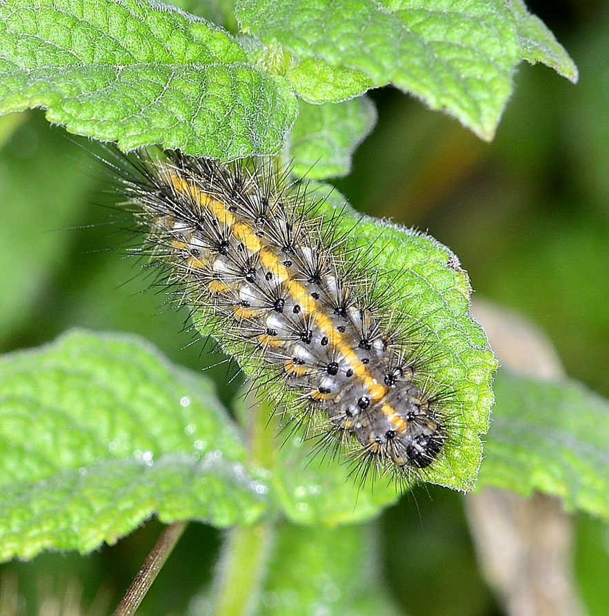 Larva su menta - Phragmatobia fuliginosa, Erebidae Arctiinae