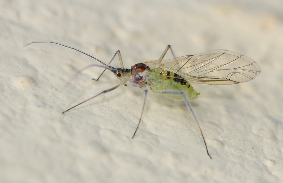 Aphididae:  Drepanosiphum platanoidis