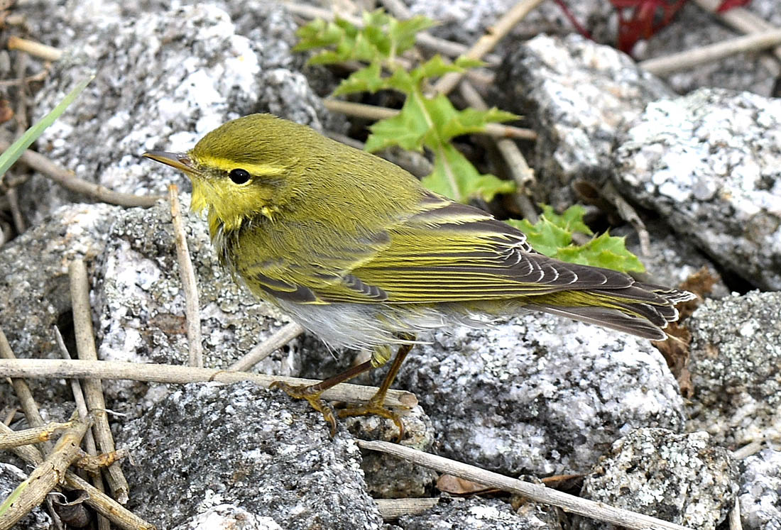 Lu dal Giglio:  Lu verde (Phylloscopus sibilatrix)