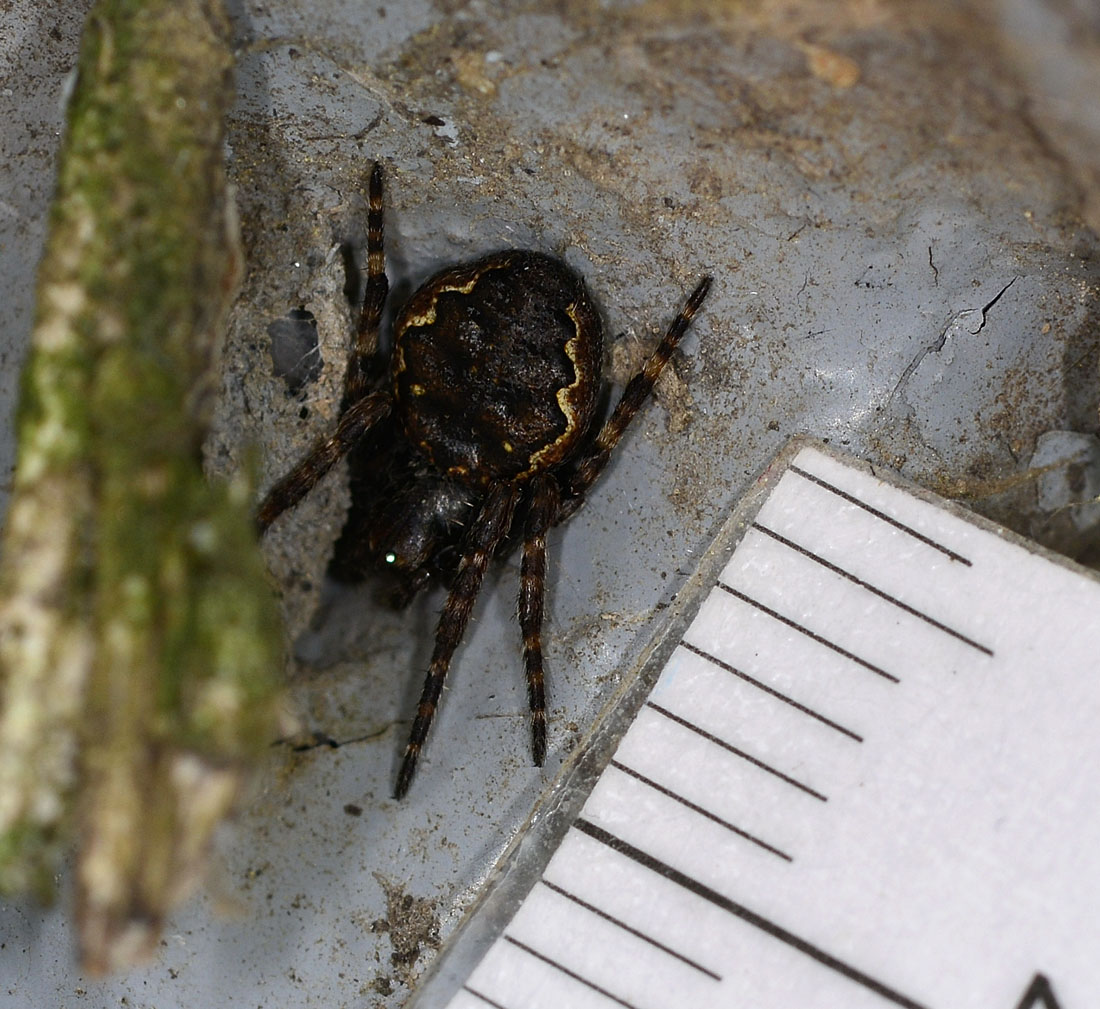 Nuctenea ?  S, Nuctenea umbratica - Bannio Anzino (VB)