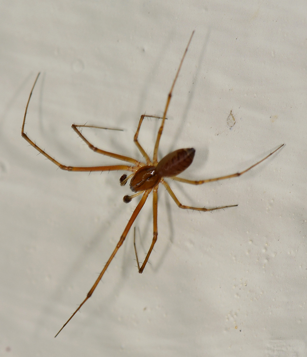 Linyphiidae ?  S, Linyphia sp., maschio - Bannio Anzino (VB)