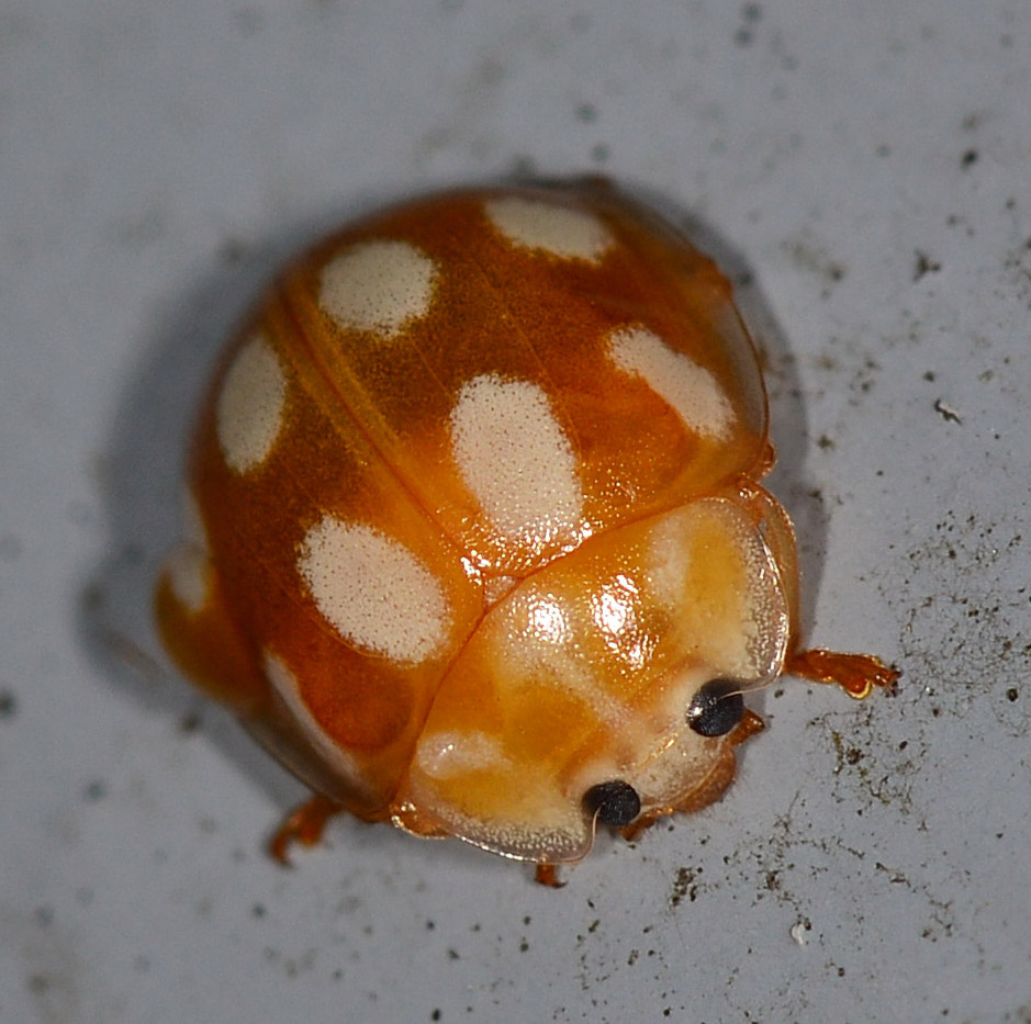 Coccinellidae: Calvia decemguttata