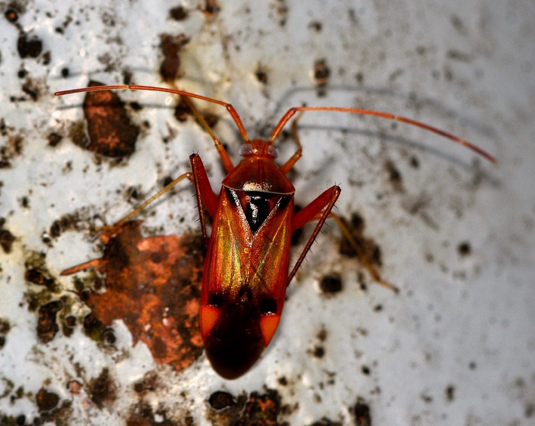 Miridae:  Megacoelum beckeri