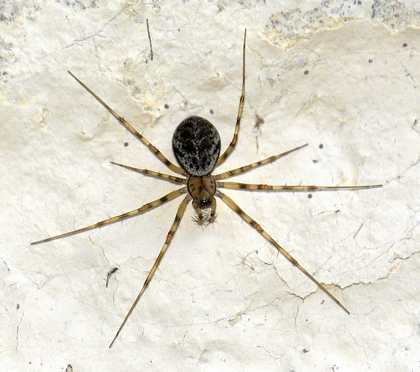 Drapetisca socialis   -  Bannio Anzino (VB)