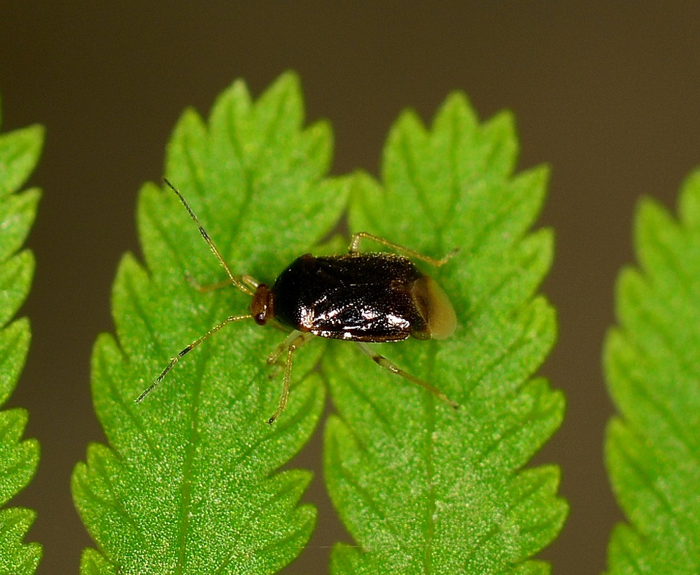 Miridae: Monalocoris filicis, femmina