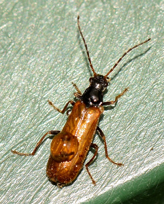 Cantharidae:  Rhagonycha fuscitibia