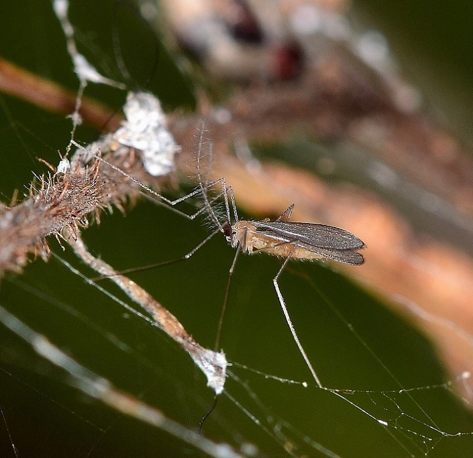 nugolo di ...Cecidomyiidae