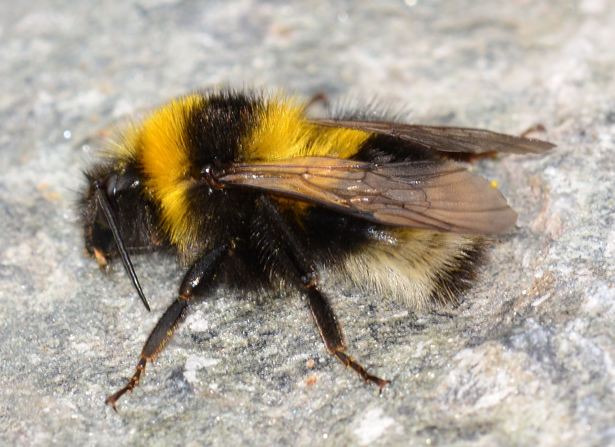 Bombus (Megabombus) sp.