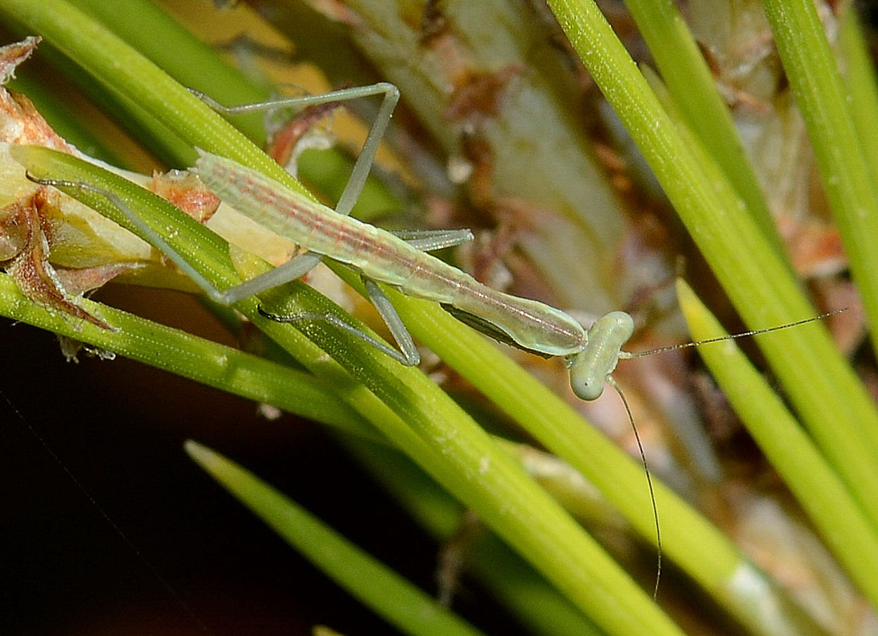 piccola mantide:  giovane Iris oratoria