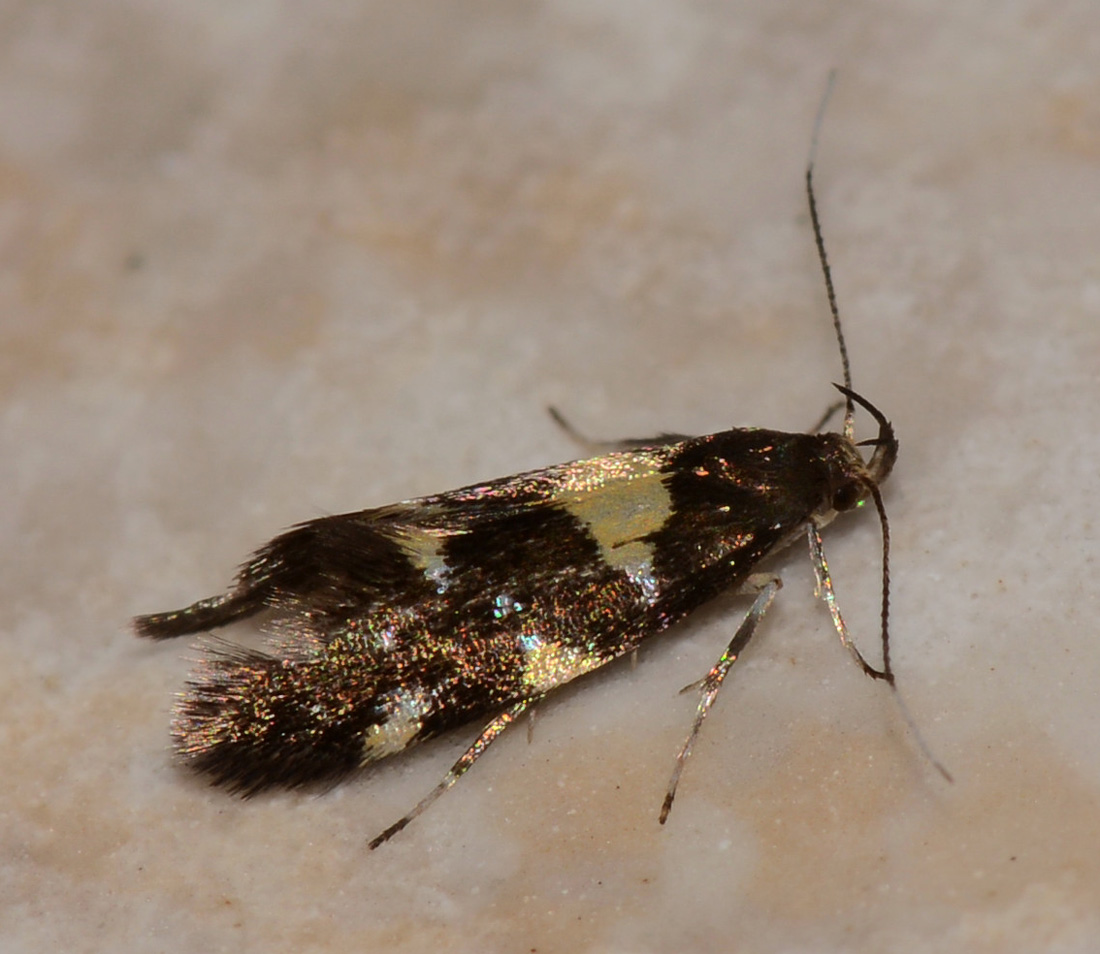 Tineidae ? No, Denisia stroemella - Oecophoridae