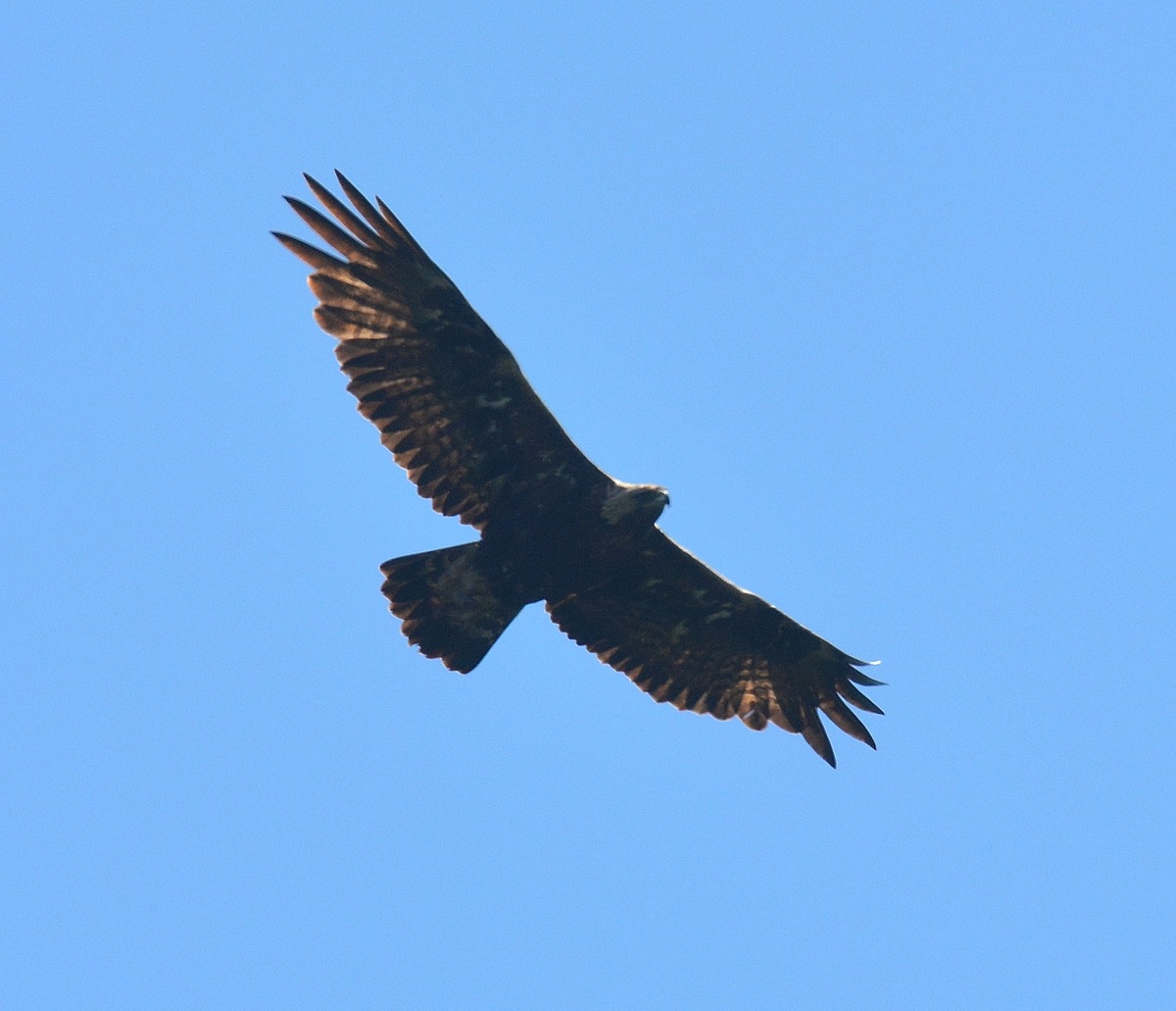 Che rapace ?