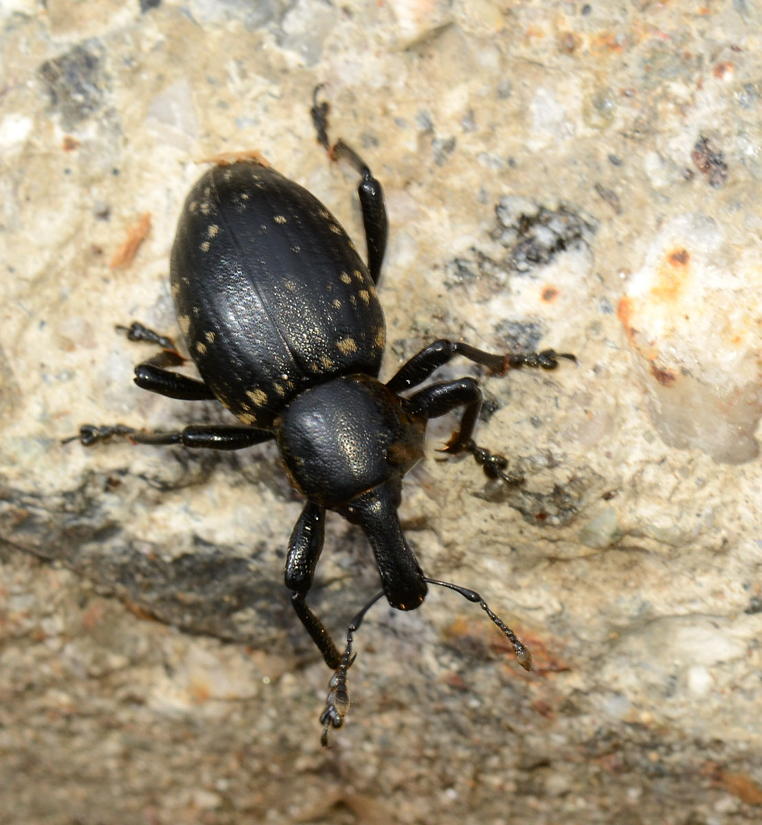 Liparus cfr. germanus (Curculionidae)