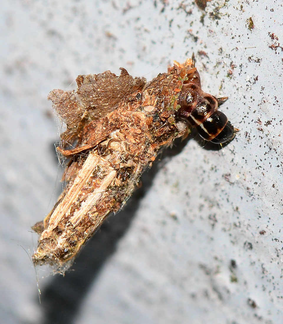 Psychidae, cfr. Proutia betulina